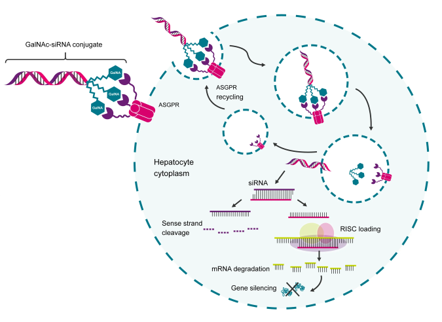 siRNA RISC mechanism